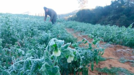 Helada afecta cultivos en Valles cruceños