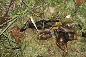 Ejemplares de caracol gigante africano encontrados en Santa Cruz