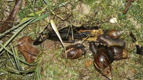Ejemplares de caracol gigante africano encontrados en Santa Cruz