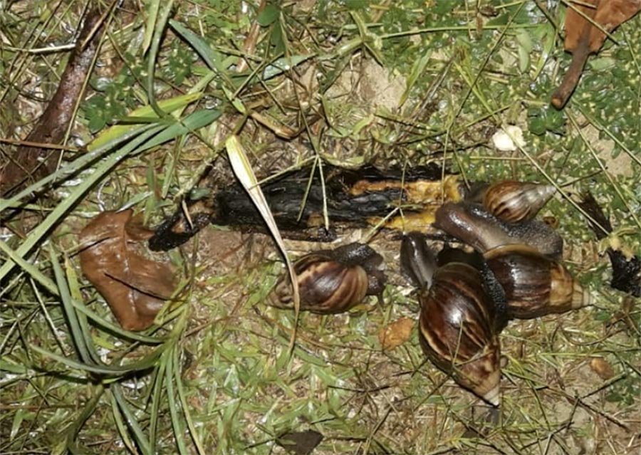 Ejemplares de caracol gigante africano encontrados en Santa Cruz