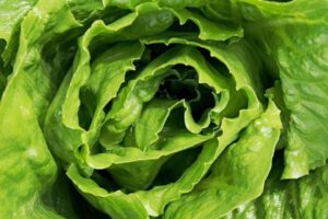 Almacenar lechuga fresca