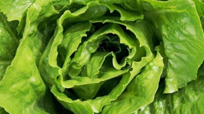 Almacenar lechuga fresca