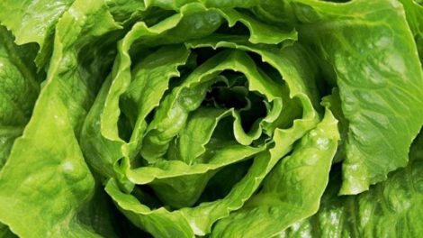 Almacenar lechuga fresca