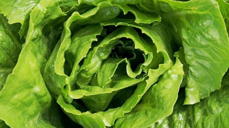 Almacenar lechuga fresca