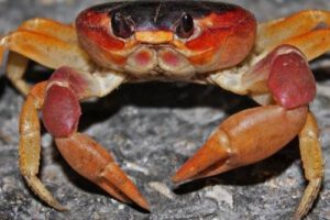Cangrejos y su peculiar forma de caminar de lado