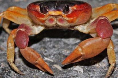 Cangrejos y su peculiar forma de caminar de lado