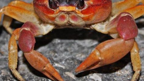 Cangrejos y su peculiar forma de caminar de lado