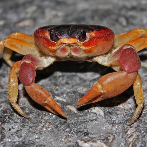 Cangrejos y su peculiar forma de caminar de lado