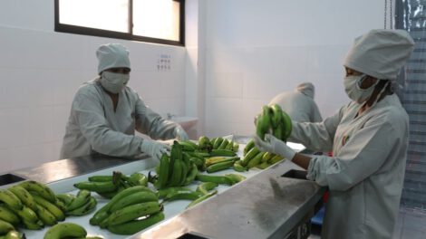 Industrialización de alimentos en Bolivia