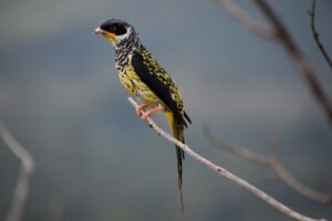 Palkachupa, el ave boliviana amenazada por la ganadería insostenible, quemas y minería