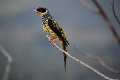 Palkachupa, el ave boliviana amenazada por la ganadería insostenible, quemas y minería