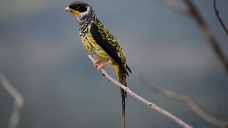 Palkachupa, el ave boliviana amenazada por la ganadería insostenible, quemas y minería