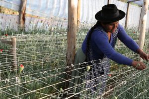 Programa Accesos Rural para construir resiliencia ante el cambio climático en familias rurales de Bolivia