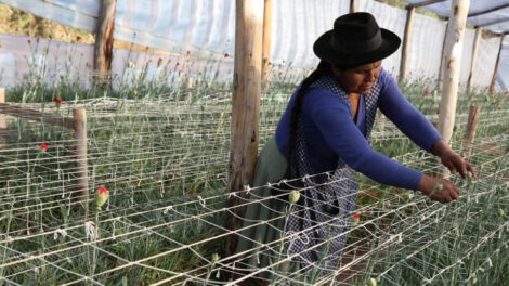Programa Accesos Rural para construir resiliencia ante el cambio climático en familias rurales de Bolivia