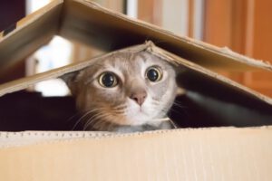 Cajas de cartón para gatos como refugio seguro