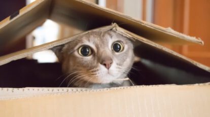 Cajas de cartón para gatos como refugio seguro