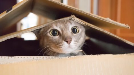 Cajas de cartón para gatos como refugio seguro