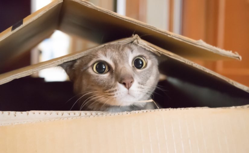 Cajas de cartón para gatos como refugio seguro