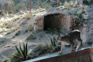 Zoológico Andino Municipal implementa plan de invierno para proteger la salud de los animales
