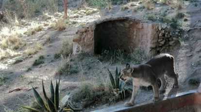 Zoológico Andino Municipal implementa plan de invierno para proteger la salud de los animales