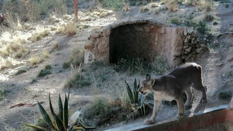 Zoológico Andino Municipal implementa plan de invierno para proteger la salud de los animales