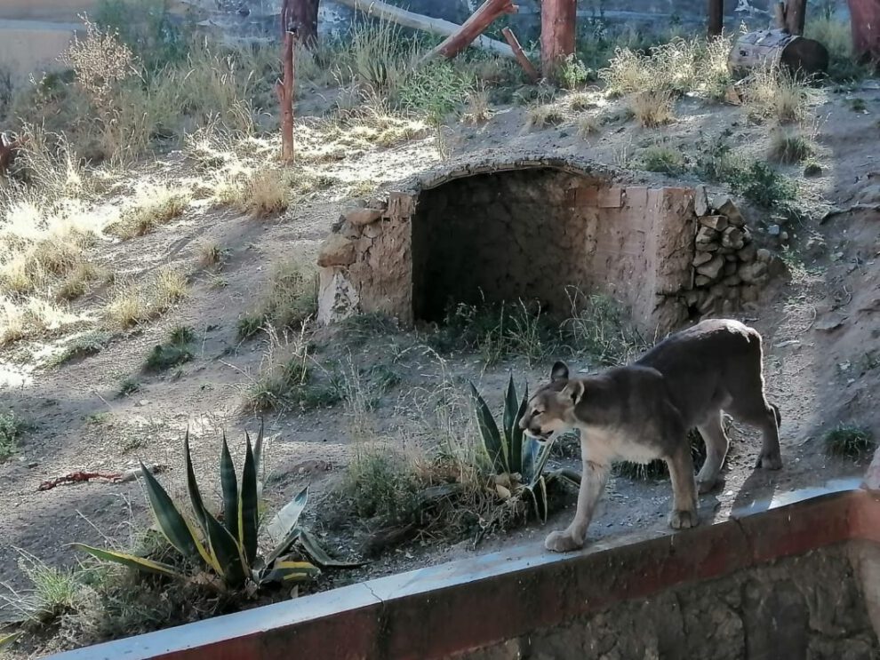 Zoológico Andino Municipal implementa plan de invierno para proteger la salud de los animales