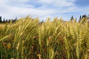 Rendimiento histórico de trigo en Santa Cruz