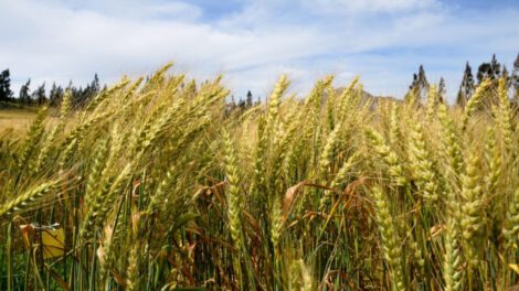 Rendimiento histórico de trigo en Santa Cruz