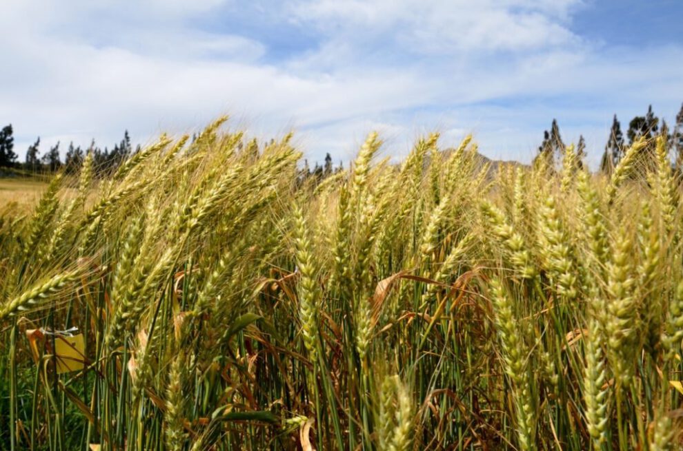 Rendimiento histórico de trigo en Santa Cruz
