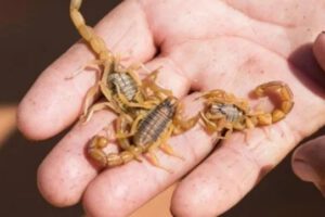 Niña picada por un alacrán en estado delicado