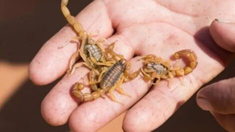 Niña picada por un alacrán en estado delicado