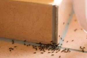 Hormigas invasivas en casa: ¿Cómo ahuyentarlas de forma natural con hojas de menta?