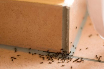 Hormigas invasivas en casa: ¿Cómo ahuyentarlas de forma natural con hojas de menta?