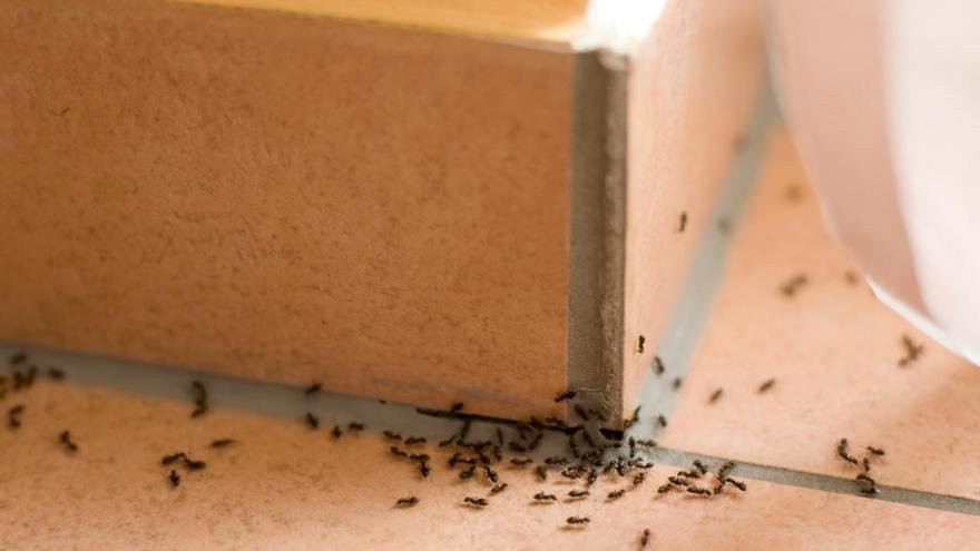 Hormigas invasivas en casa: ¿Cómo ahuyentarlas de forma natural con hojas de menta?