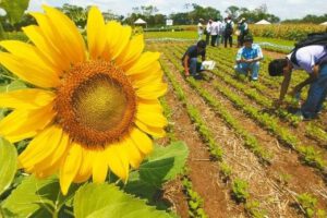 Girasol boliviano líder en exportación