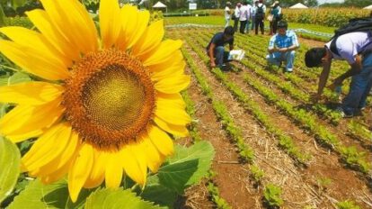 Girasol boliviano líder en exportación
