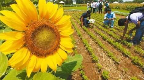 Girasol boliviano líder en exportación