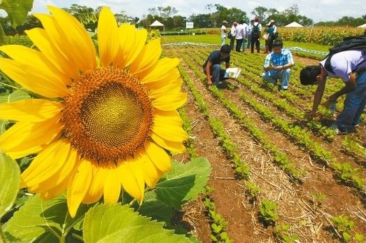 Girasol boliviano líder en exportación