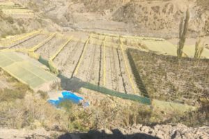 Plantaciones de marihuana en Uncía