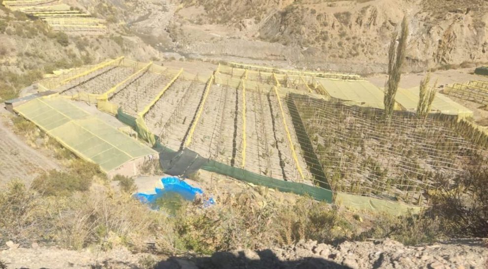 Plantaciones de marihuana en Uncía