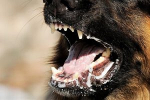 Imagen ilustrativa de una niña en estado grave tras ser mordida por perro con rabia