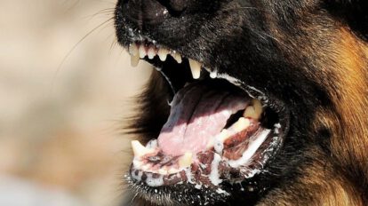 Imagen ilustrativa de una niña en estado grave tras ser mordida por perro con rabia