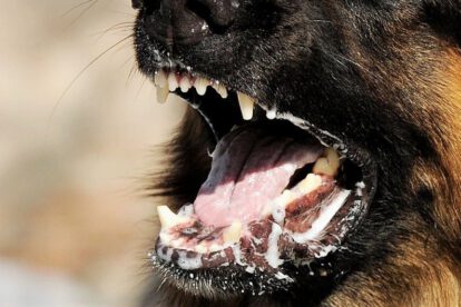 Imagen ilustrativa de una niña en estado grave tras ser mordida por perro con rabia