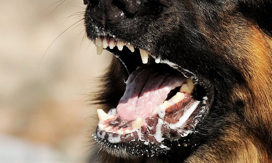 Imagen ilustrativa de una niña en estado grave tras ser mordida por perro con rabia