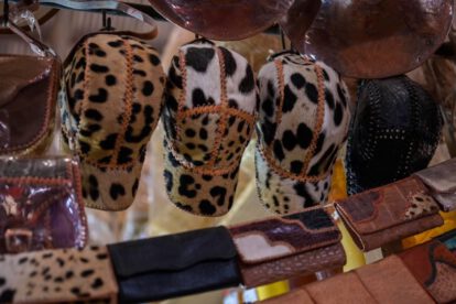 Tráfico de partes de jaguar en Bolivia
