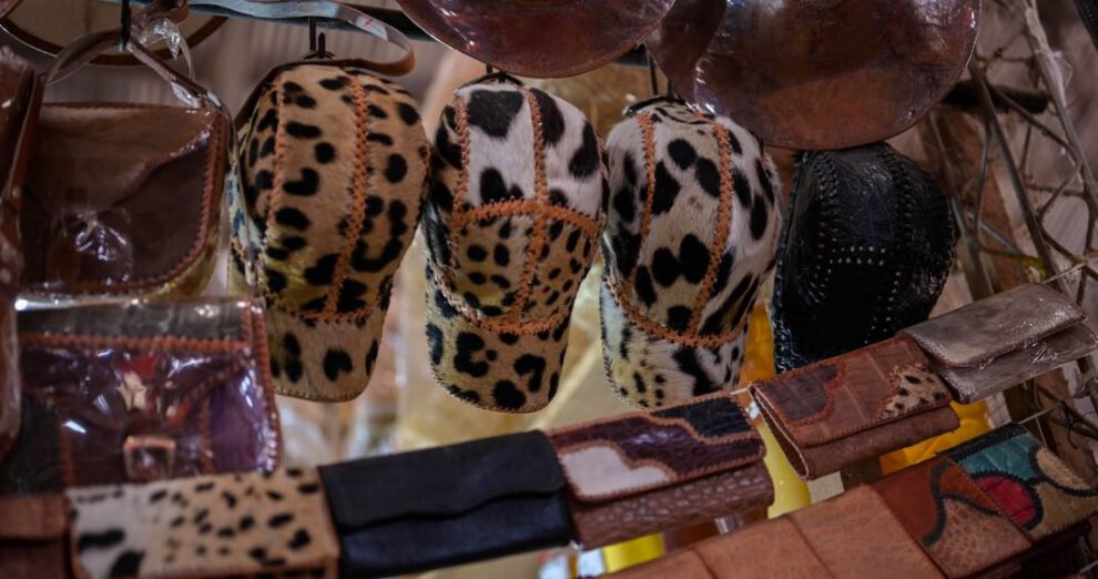 Tráfico de partes de jaguar en Bolivia