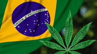 Brasil prohíbe importación de cannabis medicinal