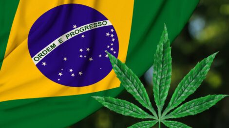 Brasil prohíbe importación de cannabis medicinal
