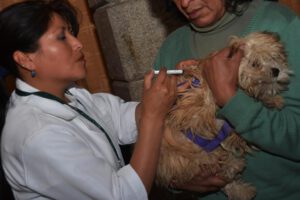 Vacunación contra la rabia en Viacha