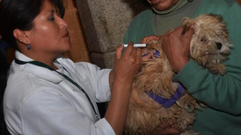 Vacunación contra la rabia en Viacha